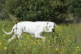 DOGUE ARGENTIN 054
